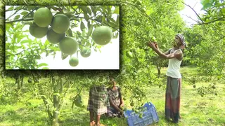 আমদানি নির্ভরতা কমাতে সবুজ মাল্টার চাষাবাদ বাড়ানোর তাগিদ